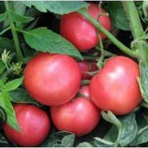 Пінк Світнес F1 - томат детермінантний, 2500 насінин, (Lark Seeds) фото, цiна